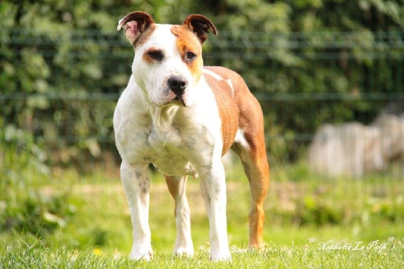 Publication : Des jardins de margaux Auteur : Jardins De Margaux