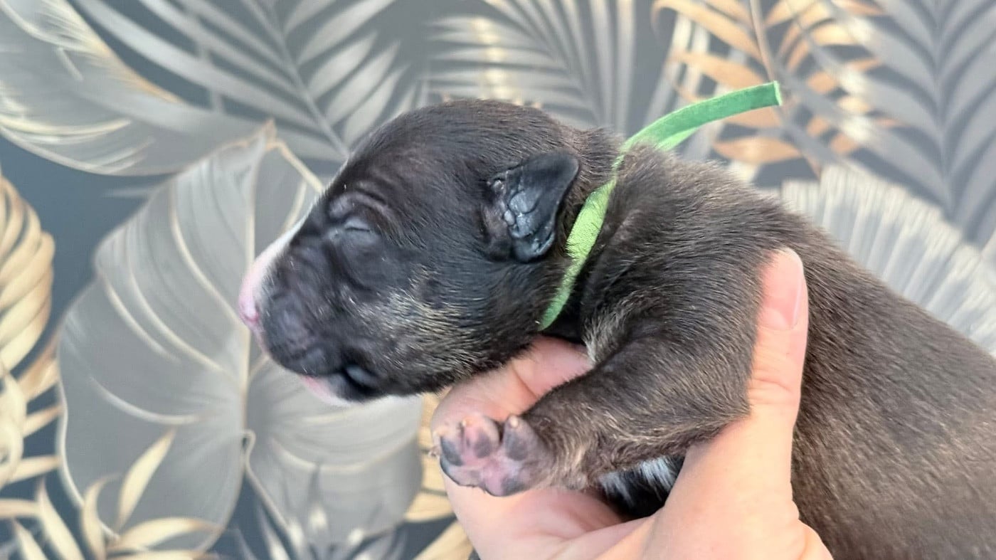 ALFA DES JARDINS DE MARGAUX