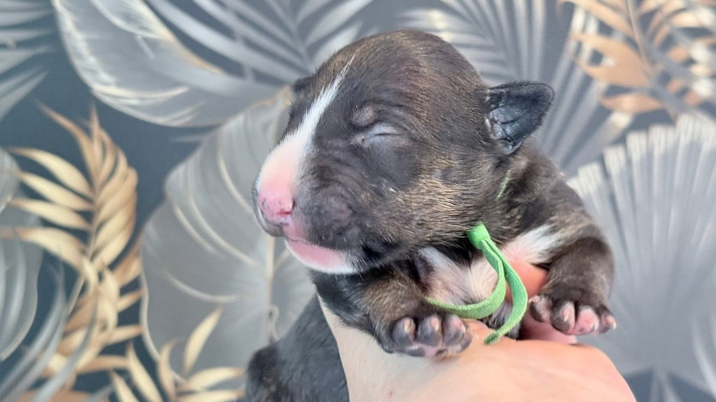 ALFA DES JARDINS DE MARGAUX