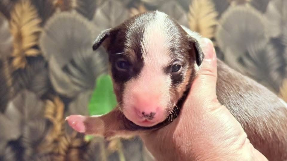 Bull Terrier Miniature - Des jardins de margaux