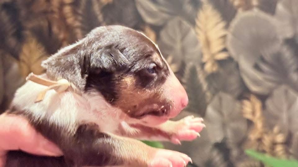 AUSTIN DES JARDINS DE MARGAUX