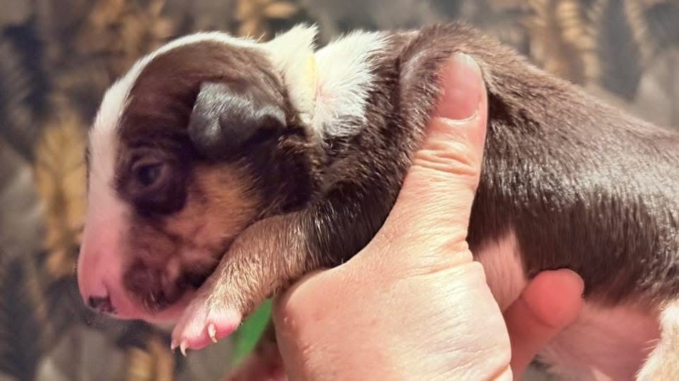 AUSTIN DES JARDINS DE MARGAUX