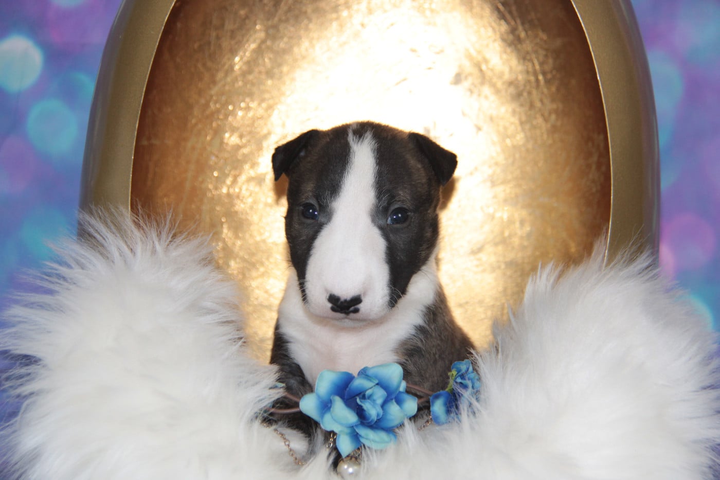 ABSOLUT DES JARDINS DE MARGAUX