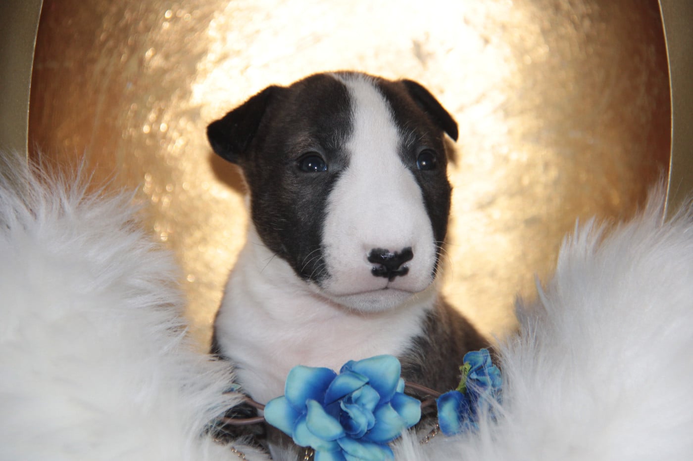 ABSOLUT DES JARDINS DE MARGAUX