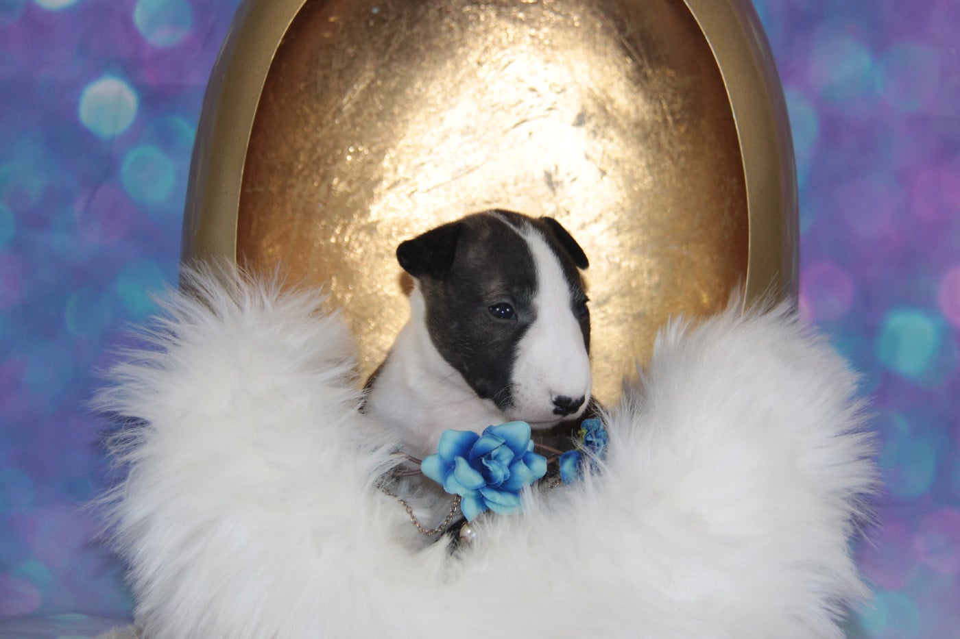 ABSOLUT DES JARDINS DE MARGAUX