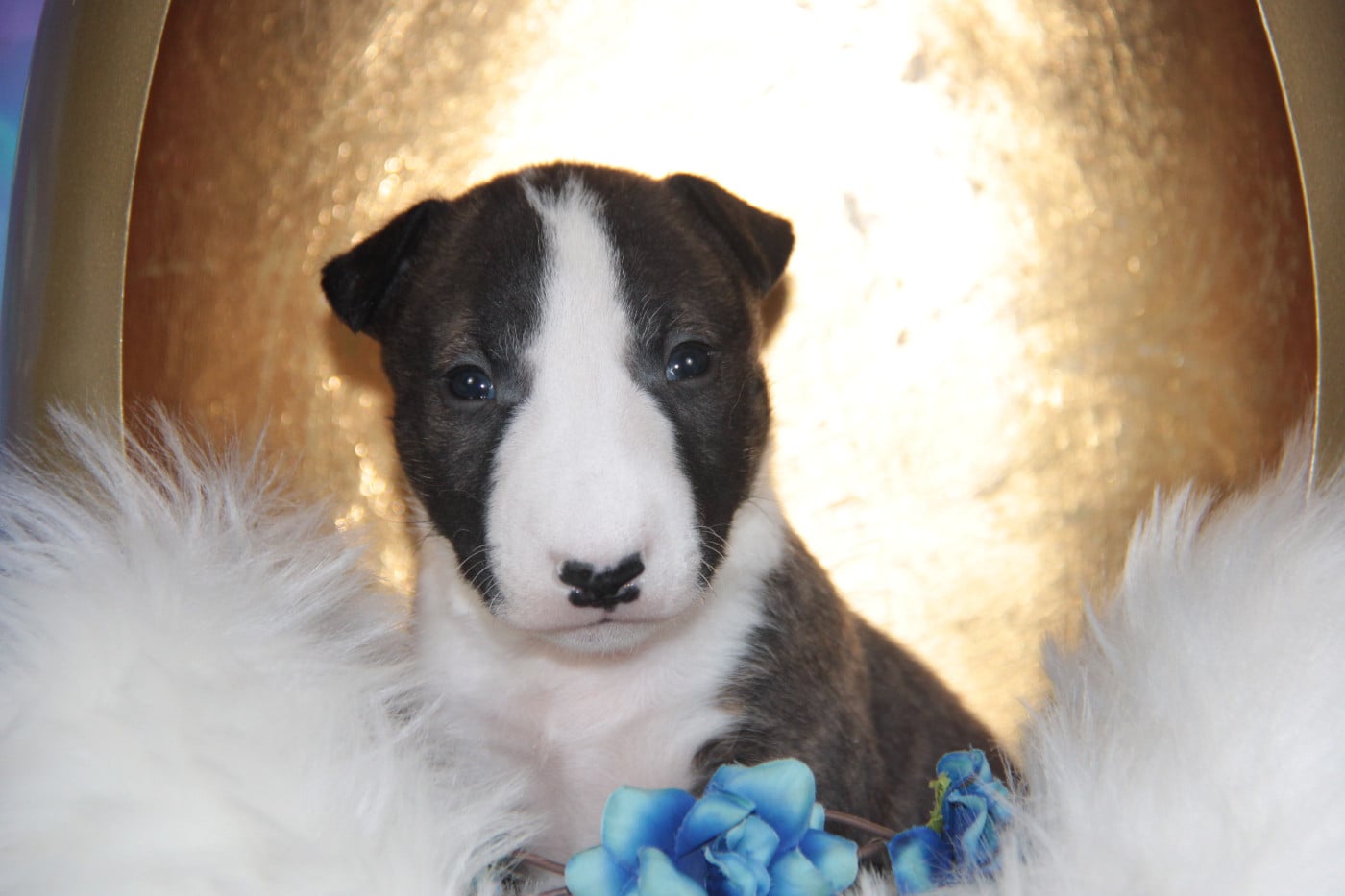 ABSOLUT DES JARDINS DE MARGAUX