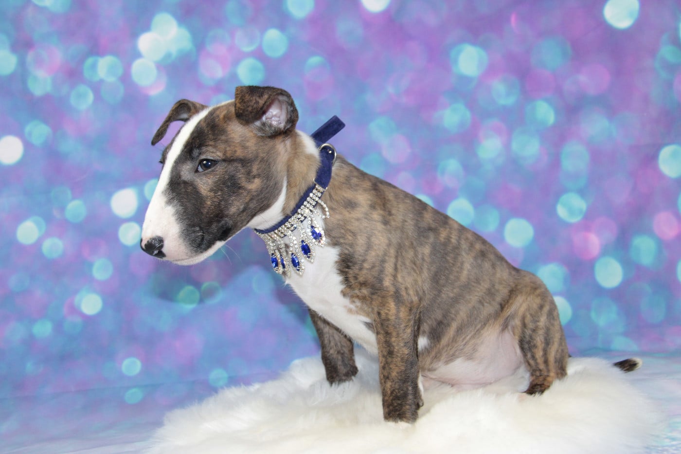 ARISTOCRATE DES JARDINS DE MARGAUX