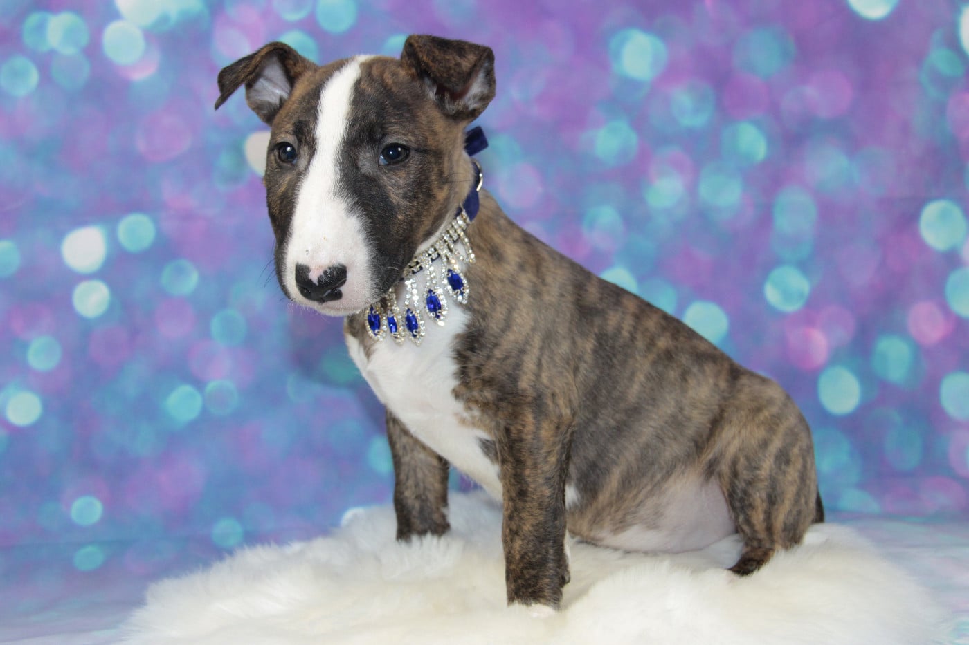 ARISTOCRATE DES JARDINS DE MARGAUX