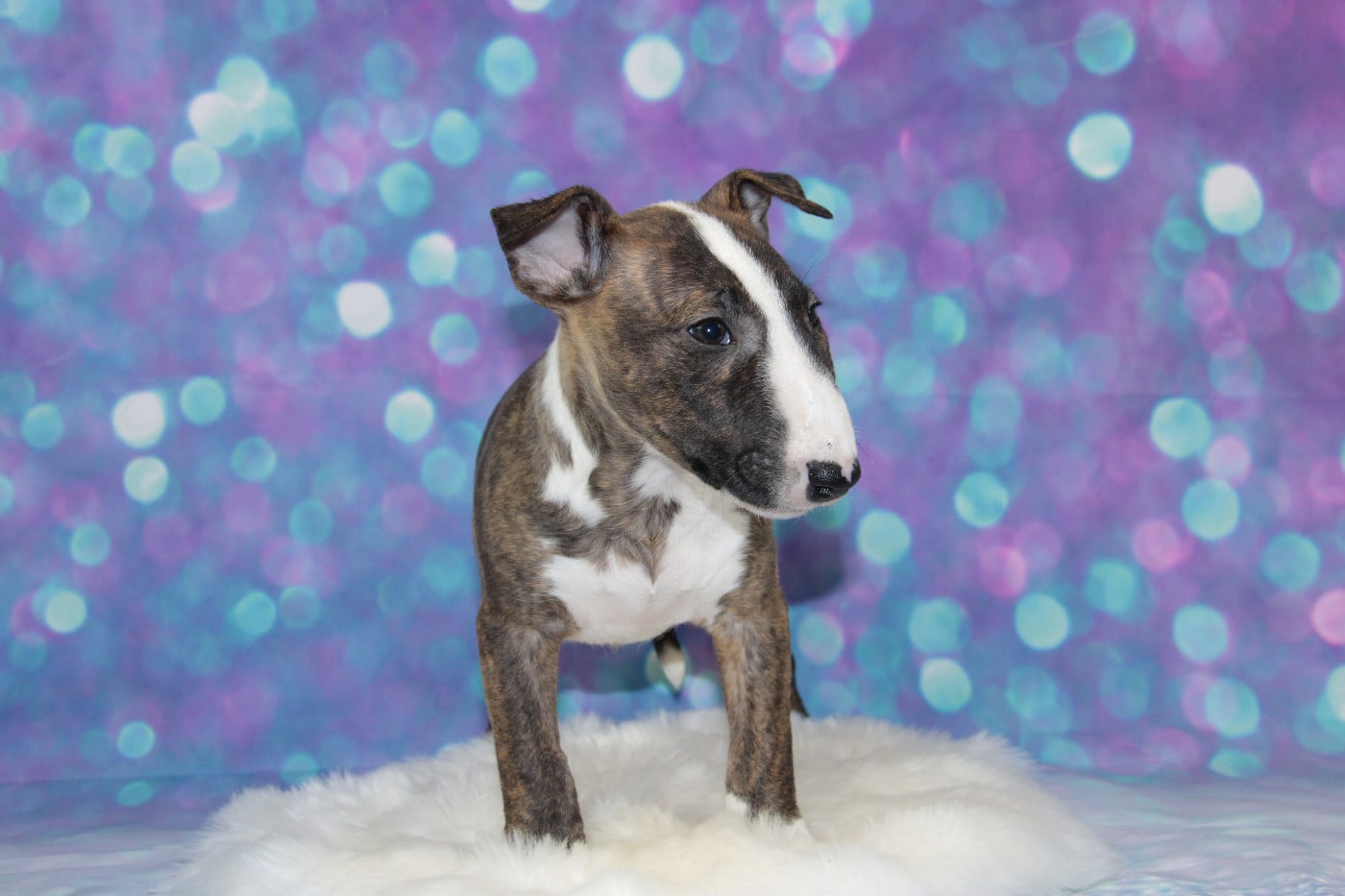 ARISTOCRATE DES JARDINS DE MARGAUX