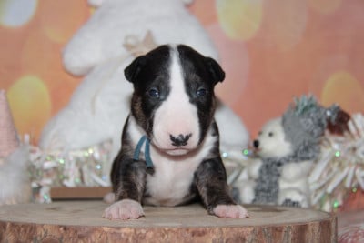 Les chiots de Bull Terrier Miniature