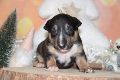 Les chiots de Bull Terrier Miniature