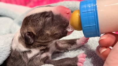 Les chiots de Bull Terrier Miniature