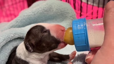 Les chiots de Bull Terrier Miniature