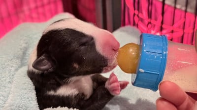 Les chiots de Bull Terrier Miniature