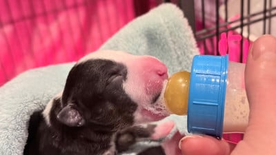 Les chiots de Bull Terrier Miniature