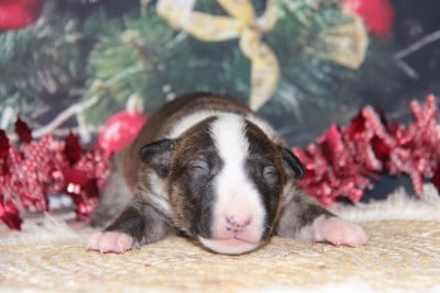 Les chiots de Bull Terrier Miniature