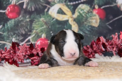 Les chiots de Bull Terrier Miniature