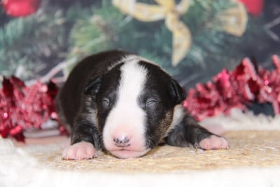 Les chiots de Bull Terrier Miniature