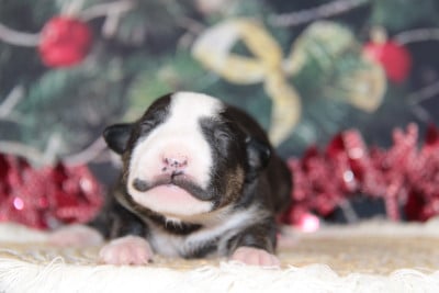 Les chiots de Bull Terrier Miniature