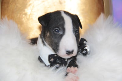Les chiots de Bull Terrier Miniature