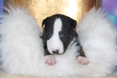 Les chiots de Bull Terrier Miniature
