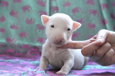 Les chiots de Bull Terrier Miniature