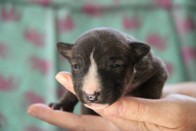 Les chiots de Bull Terrier Miniature