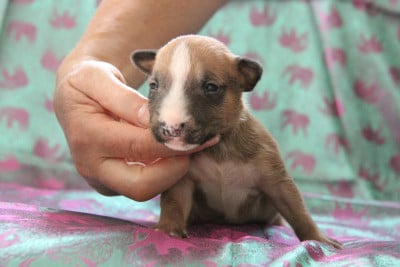 Les chiots de Bull Terrier Miniature