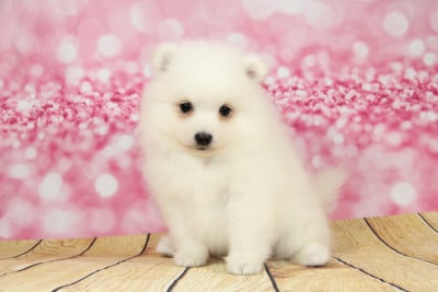 Les chiots de Spitz japonais