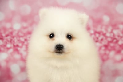 Les chiots de Spitz japonais