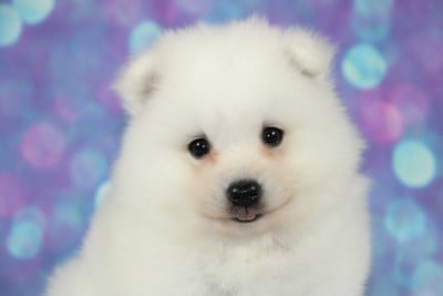 Les chiots de Spitz japonais