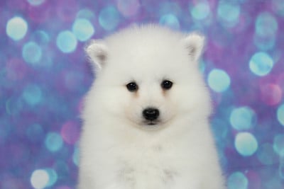Les chiots de Spitz japonais