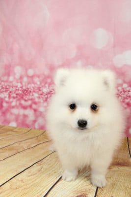 Les chiots de Spitz japonais