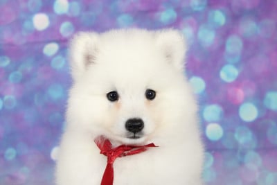 Les chiots de Spitz japonais
