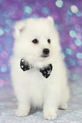 Les chiots de Spitz japonais