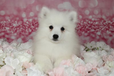Les chiots de Spitz japonais