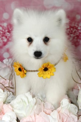 Les chiots de Spitz japonais