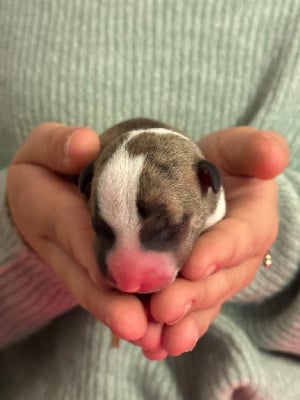 Femelle  - Bull Terrier Miniature