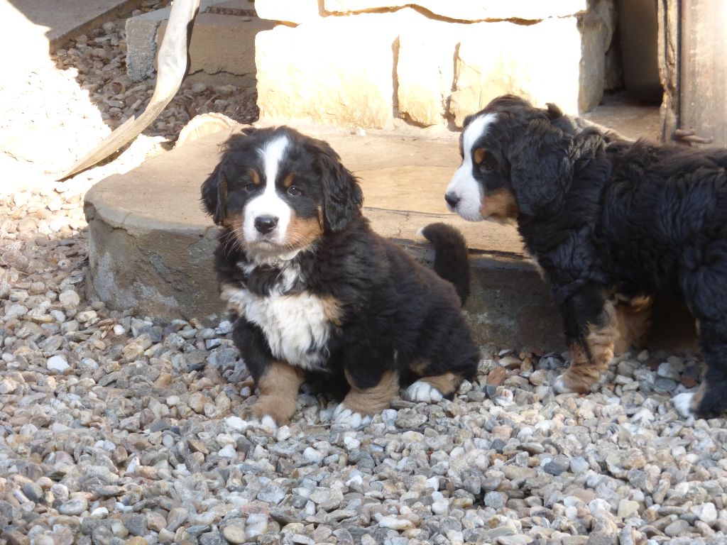 Chiot Elevage De font buis de la chenaie eleveur de chiens Bouvier bernois Saint Bernard