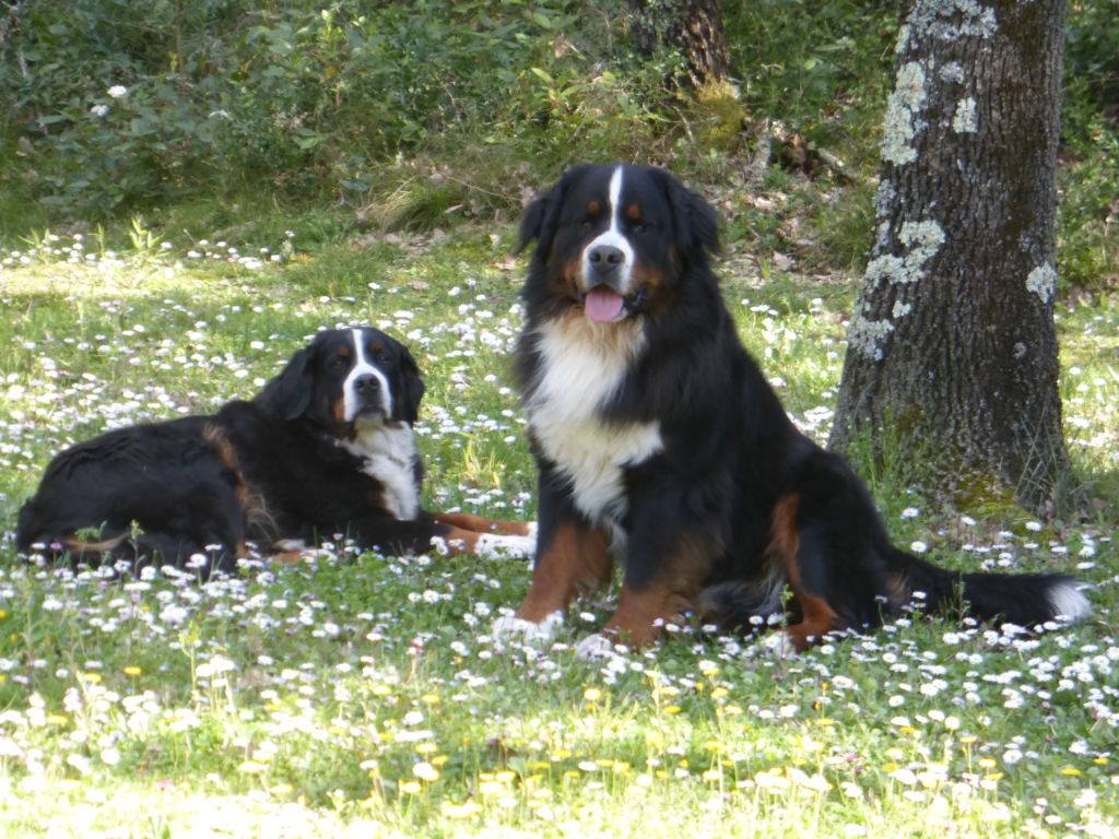 Accueil Elevage De font buis de la chenaie eleveur de chiens