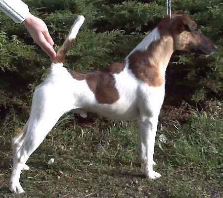 Publication : Belfox Auteur : claude Percheron