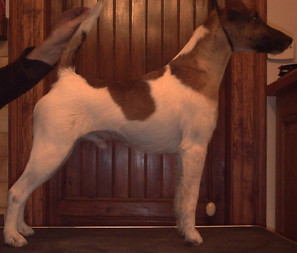 Publication : Belfox Auteur : claude Percheron