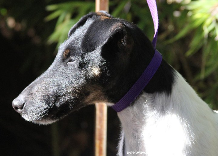 Publication : Wry n'Wise Auteur : VENARD