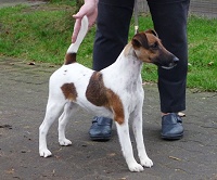 Publication : Belfox Auteur : claude Percheron