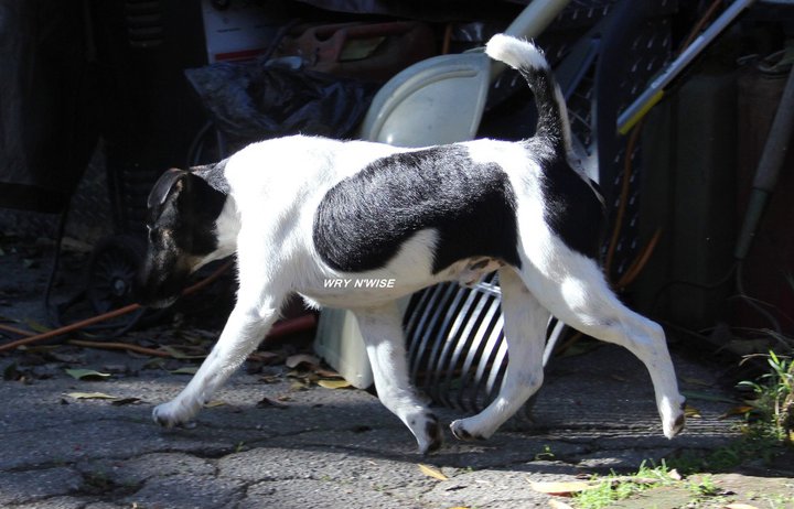 Publication : Wry n'Wise Auteur : VENARD