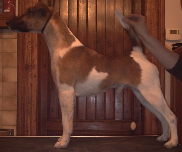 Publication : Belfox Auteur : claude Percheron