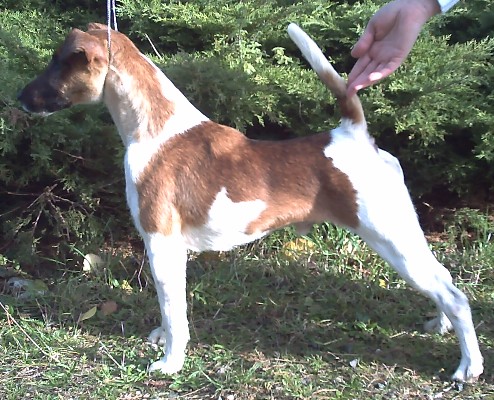 Publication : Belfox Auteur : claude Percheron