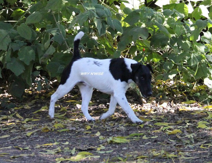 Publication : Wry n'Wise Auteur : VENARD