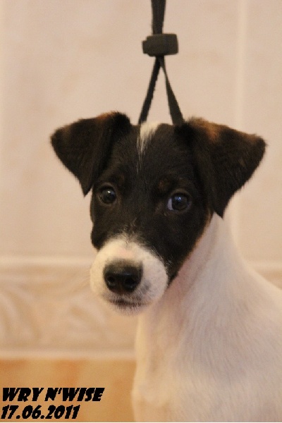 Wry n'Wise Give me pride