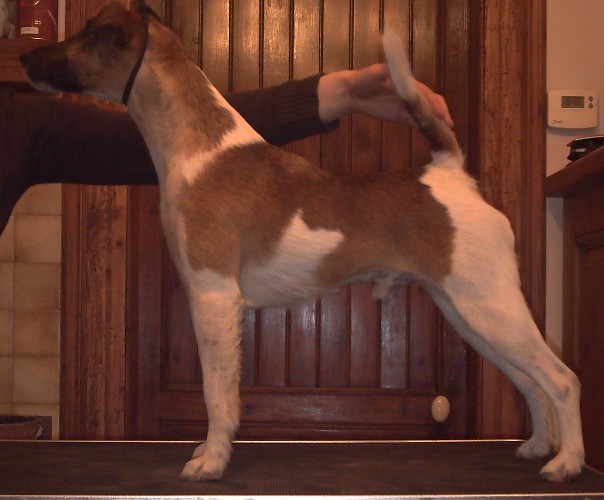 Publication : Belfox Auteur : claude Percheron